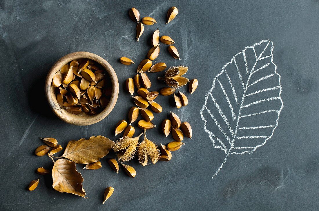 Beechnuts in a wooden bowl, beech fruits and leaves next to a beech leaf drawn in chalk on a blackboard