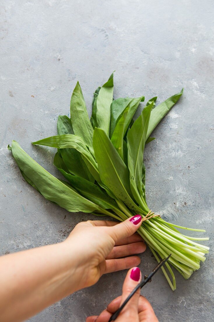 A bunch of fresh wild garlic leaves