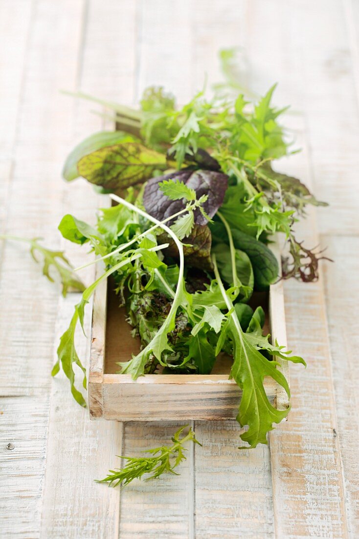 Wild herb salad in a wooden box