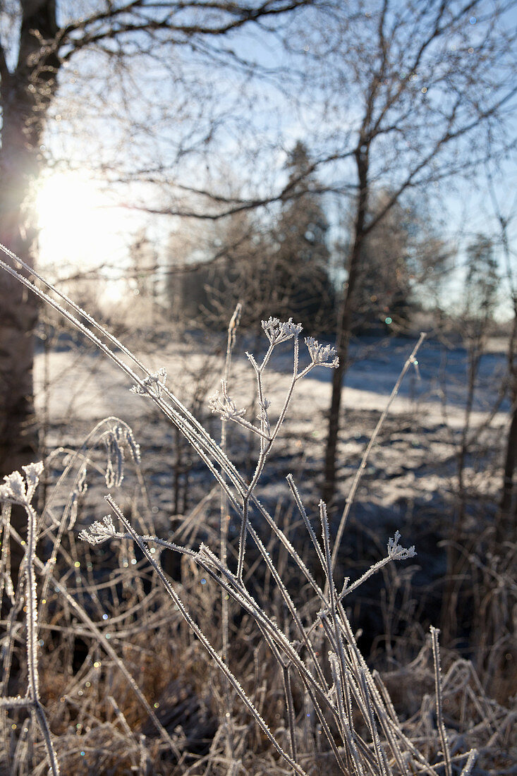 Frosty grasses in wintry landscape