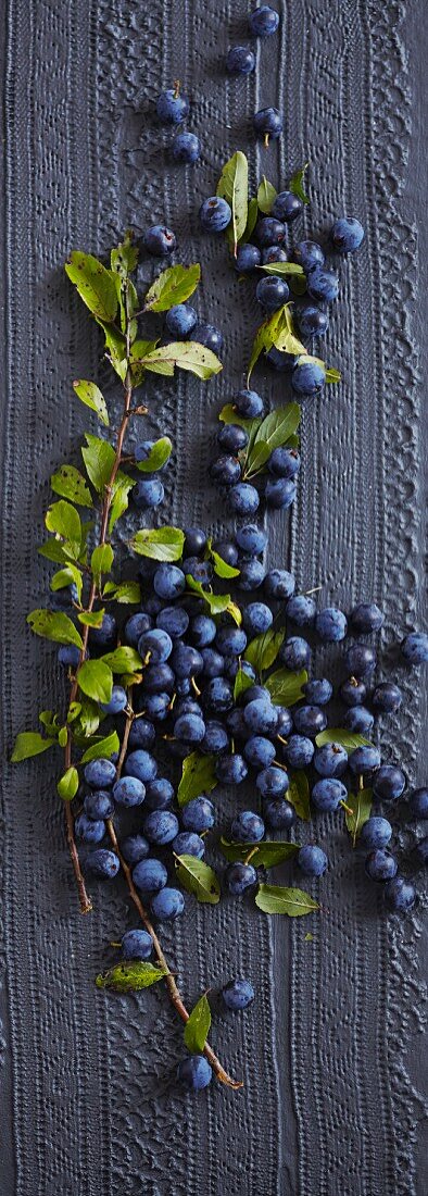 Sloe on a black background