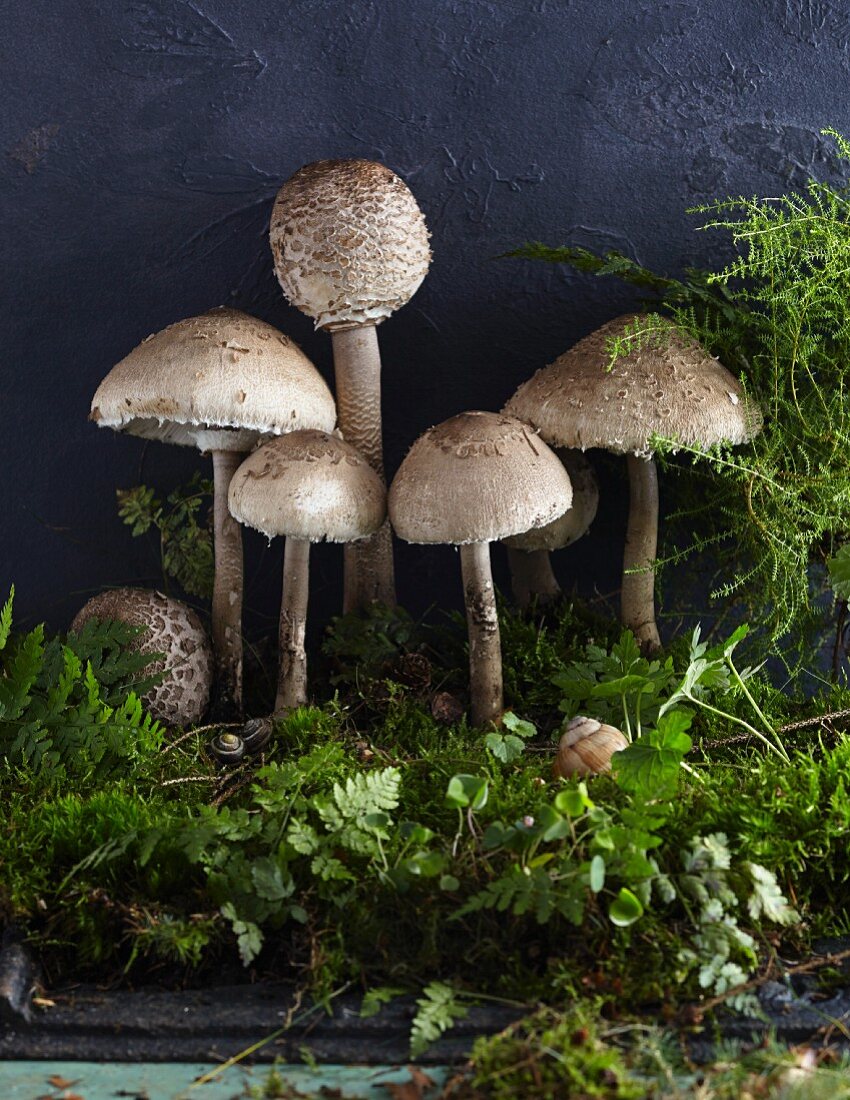 Parasol mushrooms on moss