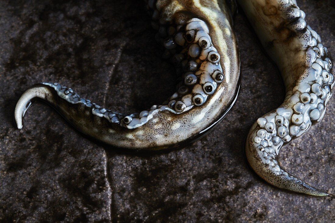 Squid tentacles on a grey stone background