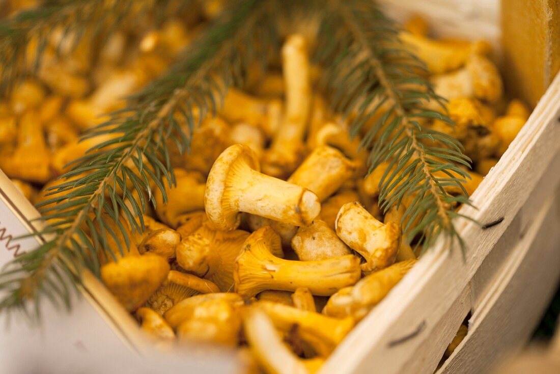 Chanterelles in a wooden crate at a market