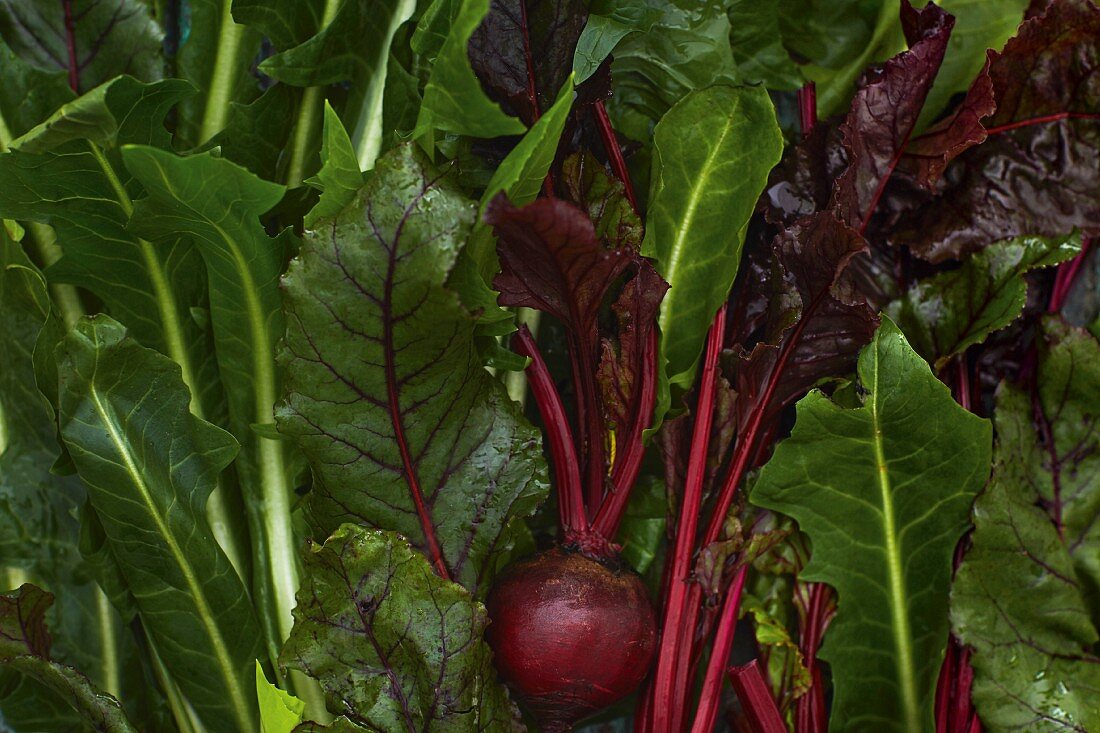 Beetroot and dandelion leaves