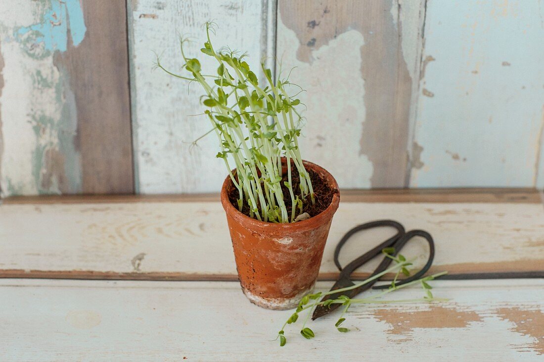 Growing sprouts (seedlings in a plant pot)