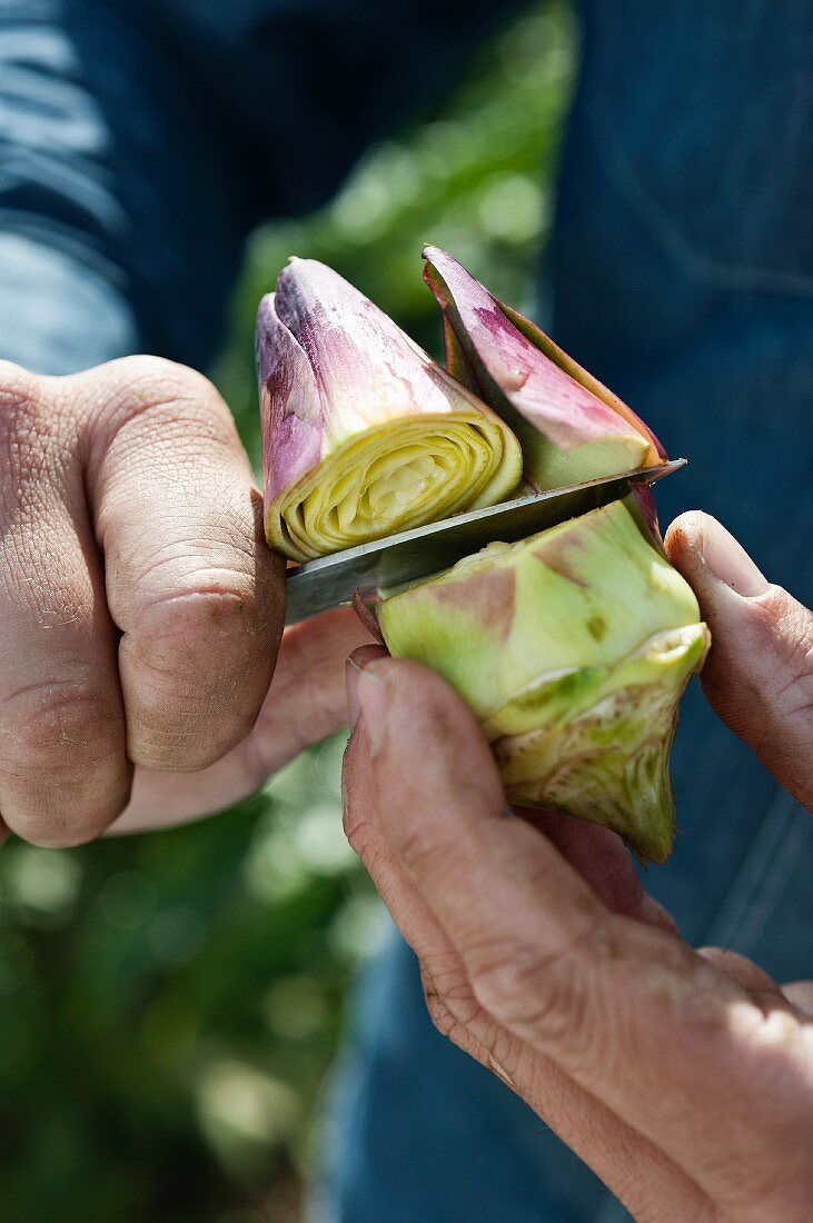 An artichoke being prepared