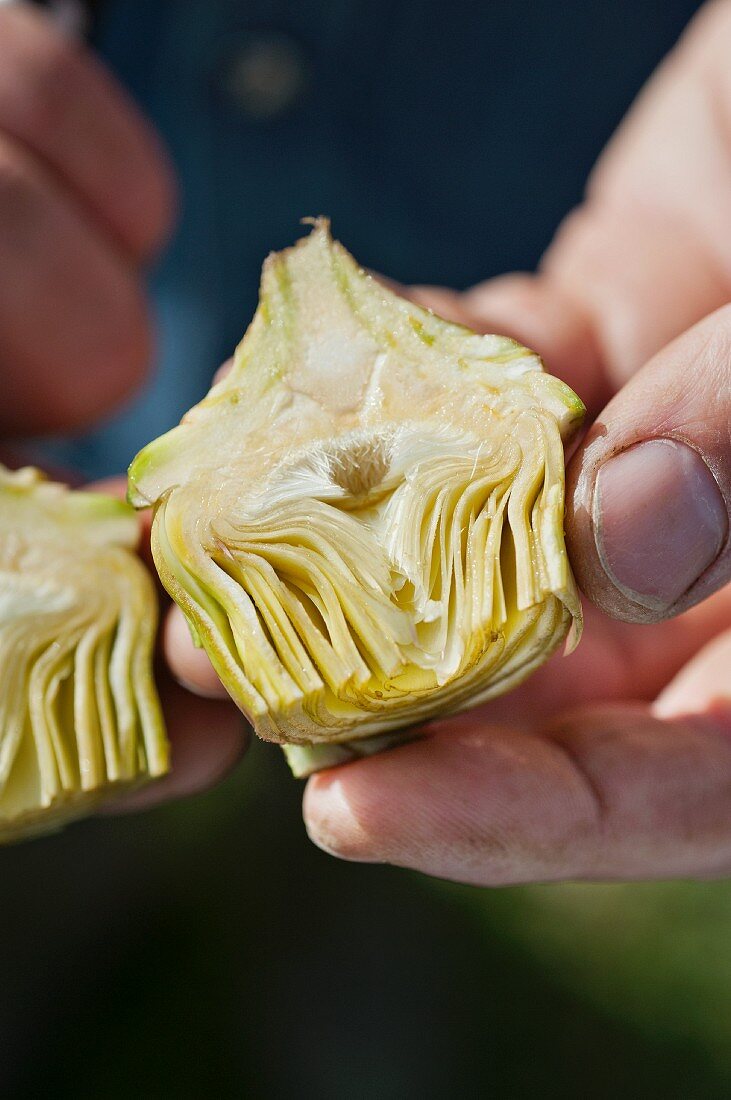 An artichoke being prepared