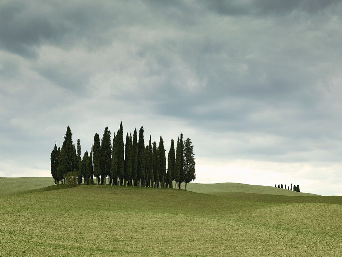 Cypress trees on hilly landscape near San Quirico d'Orcia, Tuscany, Italy