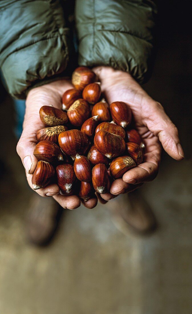 A hand holding several chestnuts