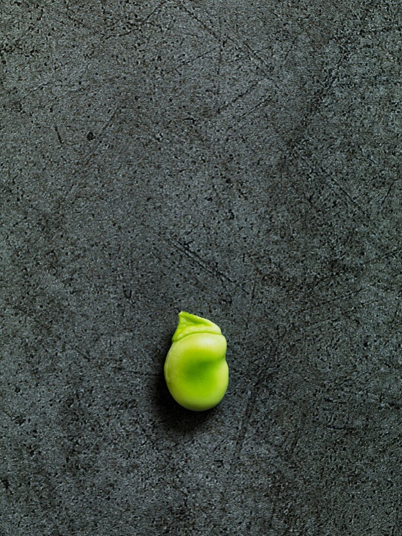 A broad bean on a grey background (seen from above)