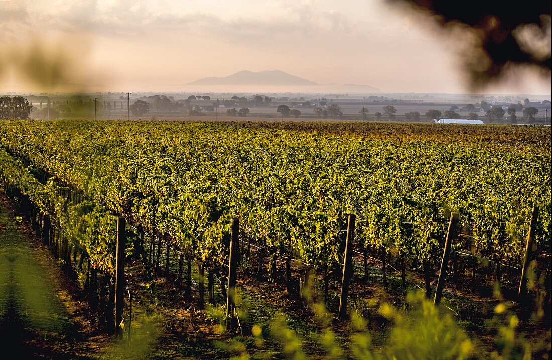 The vineyards of the L'Andana winery in Castiglione della Pescaia, Tuscany, Italy