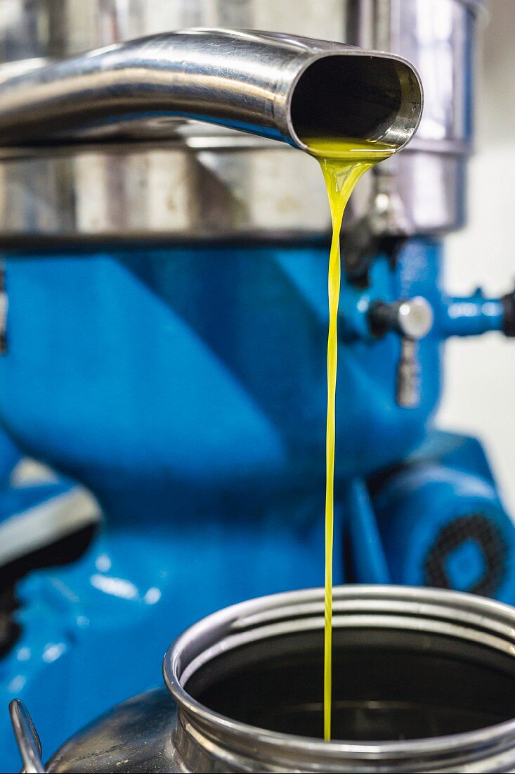 Cold-pressed olive oil flowing out of a stone mill