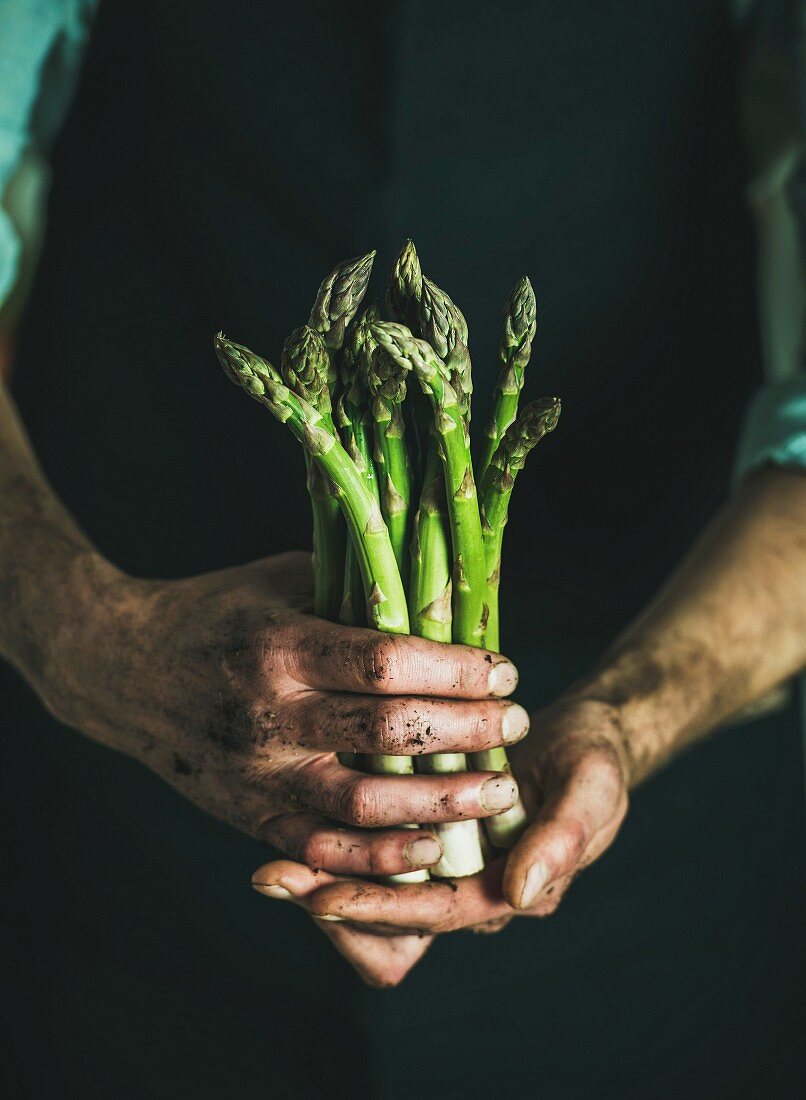Bunch of fresh uncooked seasonal green asparagus in dirty man's hands
