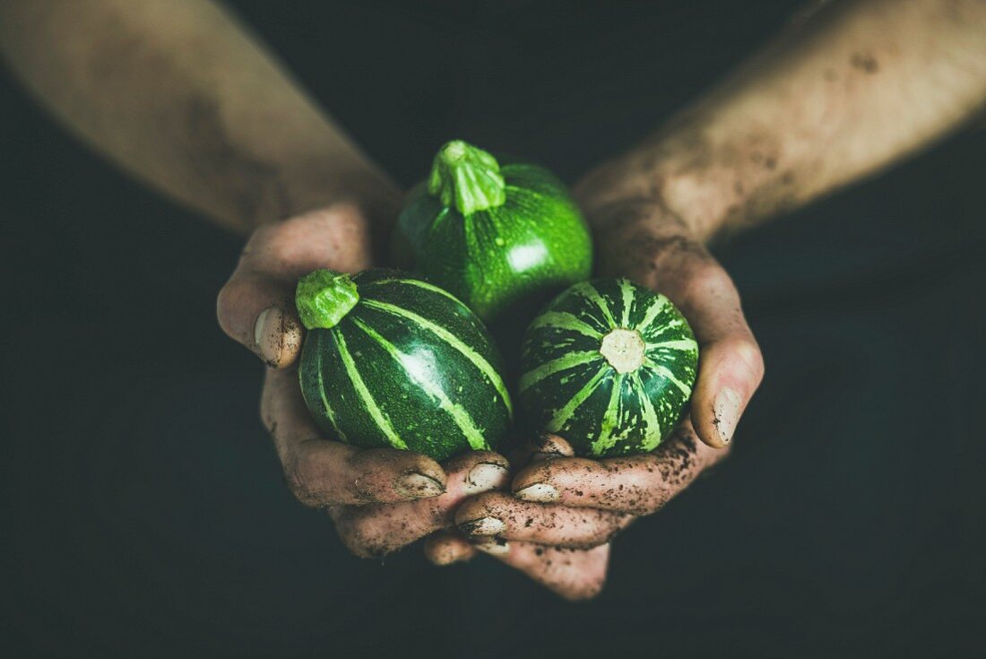 Man wearing black clothing holding fresh seasonal green round zucchinis in his dirty hands at local farmers market