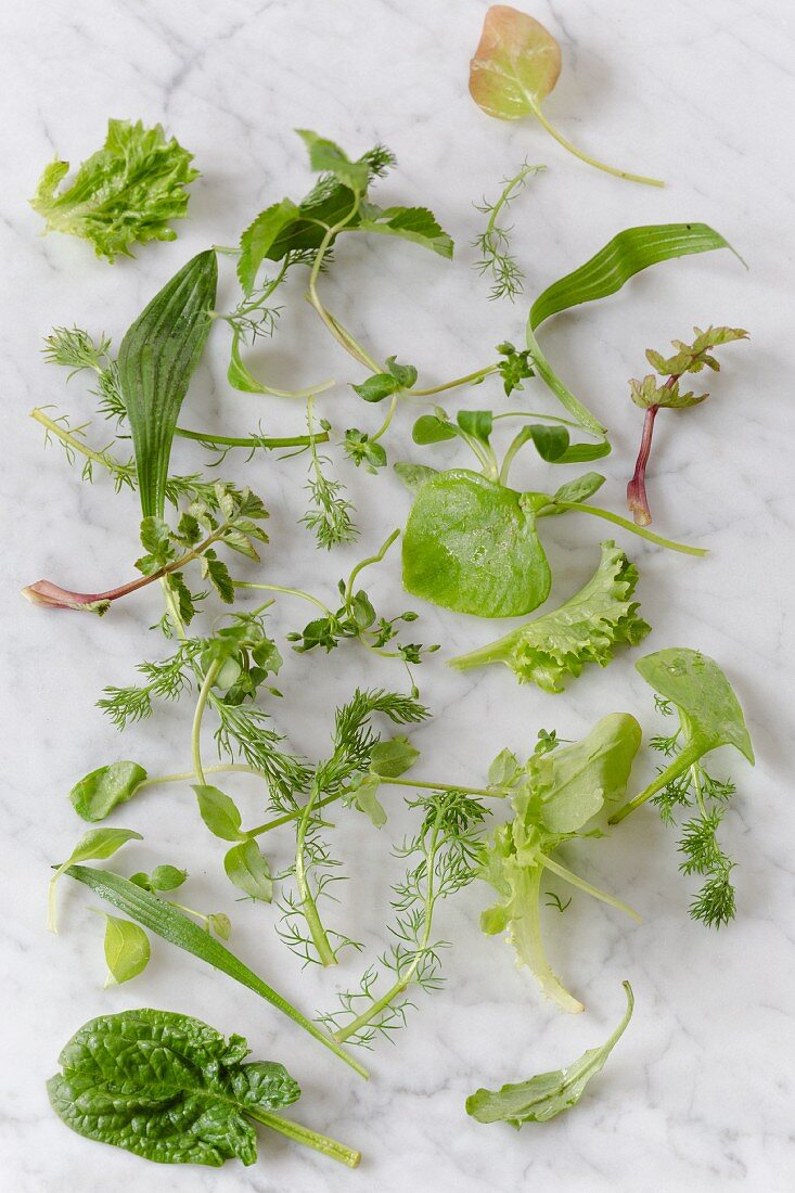 Various wild herbs on a marble background (seen from above)