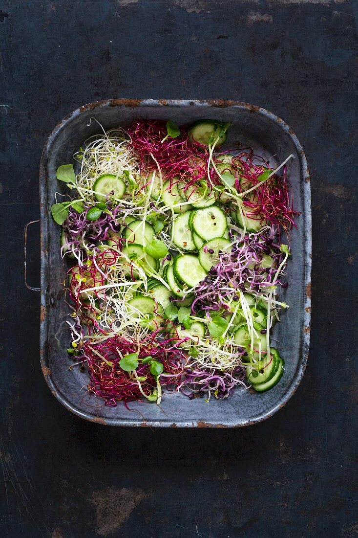 Gurken-Sprossen-Salat in Emailleform auf dunklem Untergrund