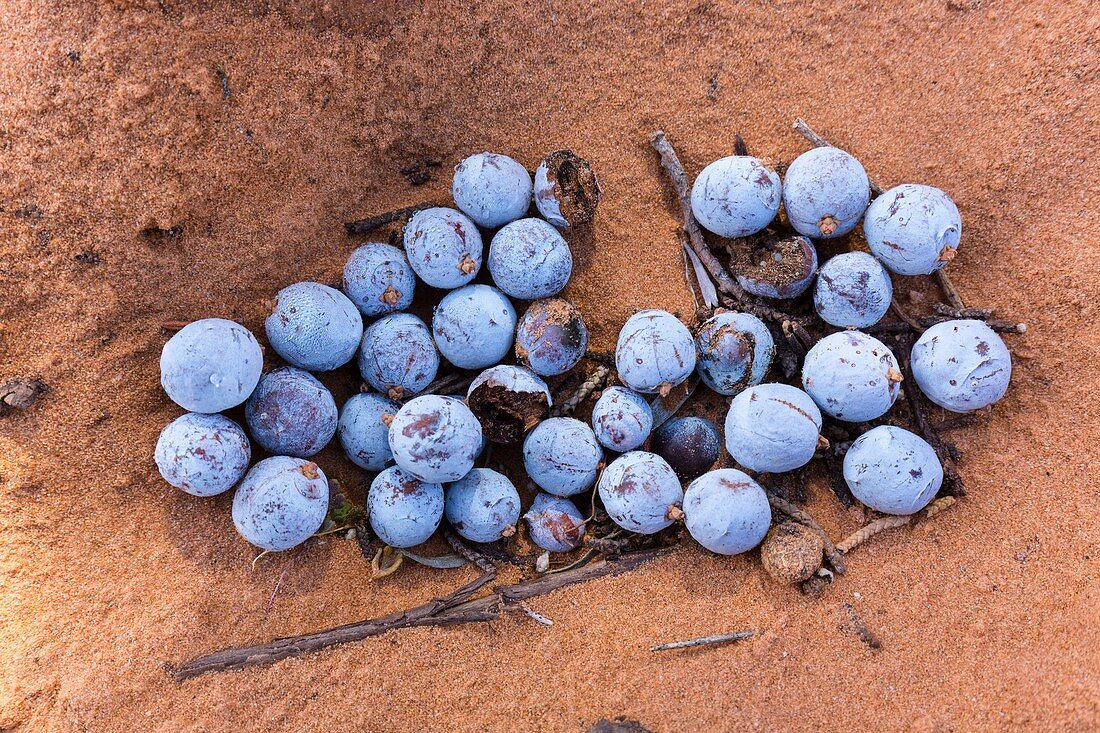 Utah juniper berries