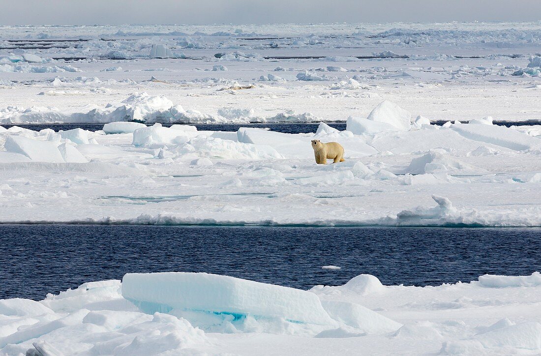 Polar bear on pack ice