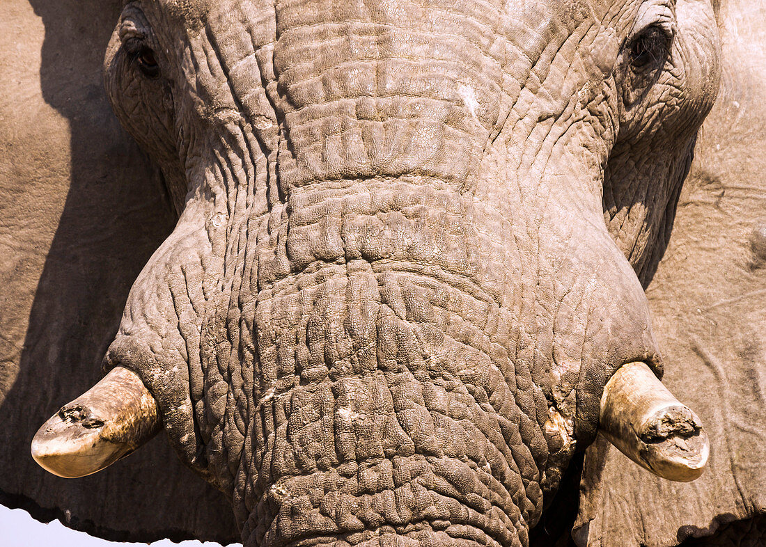 African Elephant close-up