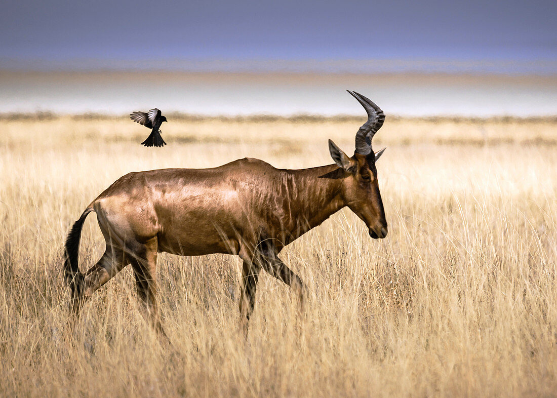 Oxpecker and red hartebeest