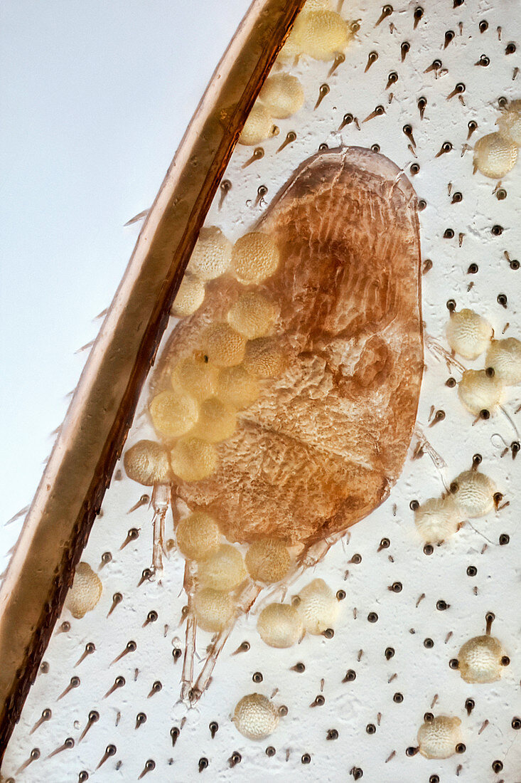 Parasitic mite on bee wing