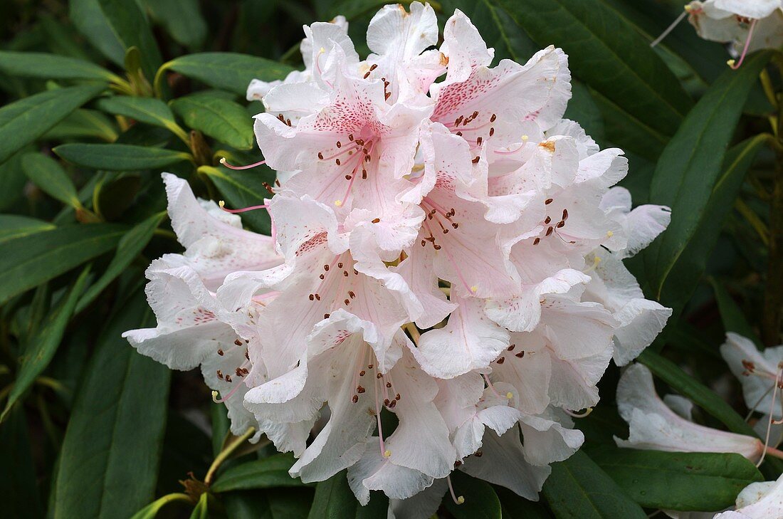 Rhododendron 'Nobleanum Album'