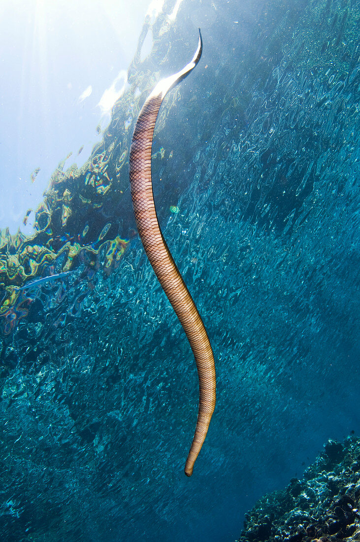 Chinese Sea Snake