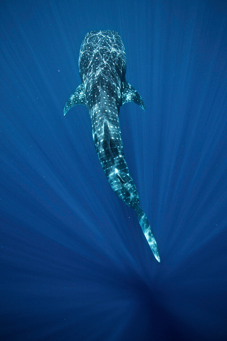 Whale shark, Southern Leyte, Philippines