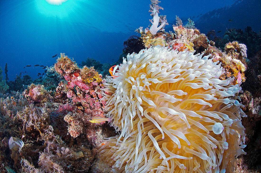 Coral reef, Philippines