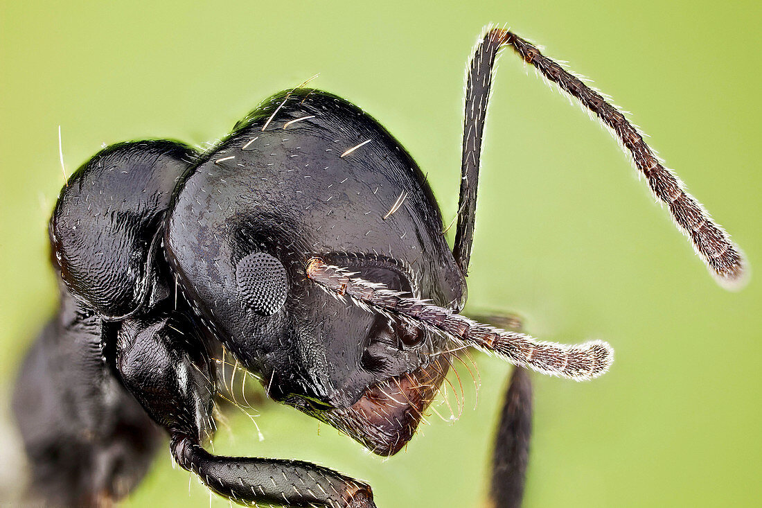 Ant head