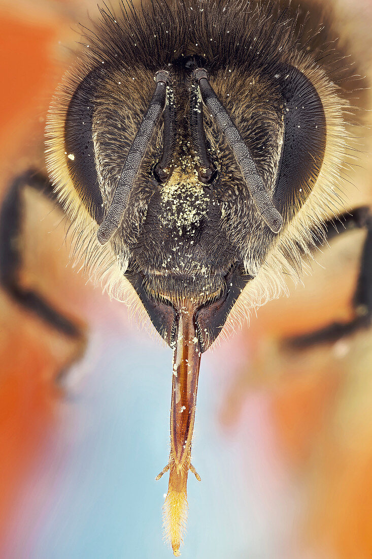 Bee with tongue fully extended