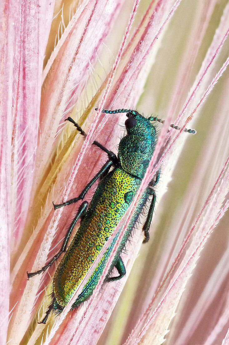 Soft-winged flower beetle