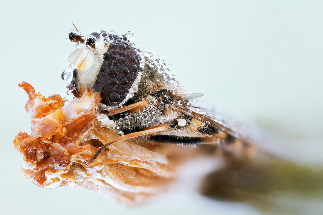 Hoverfly covered with dew