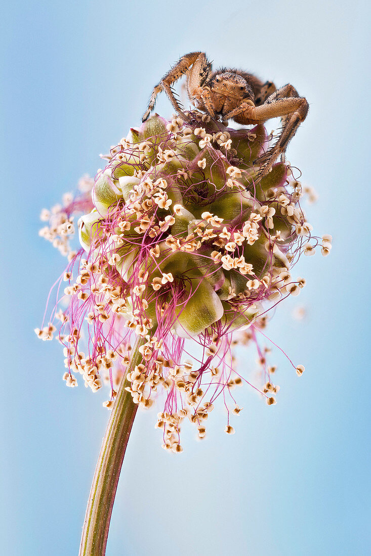 Common crab spider on salad burnet flowers