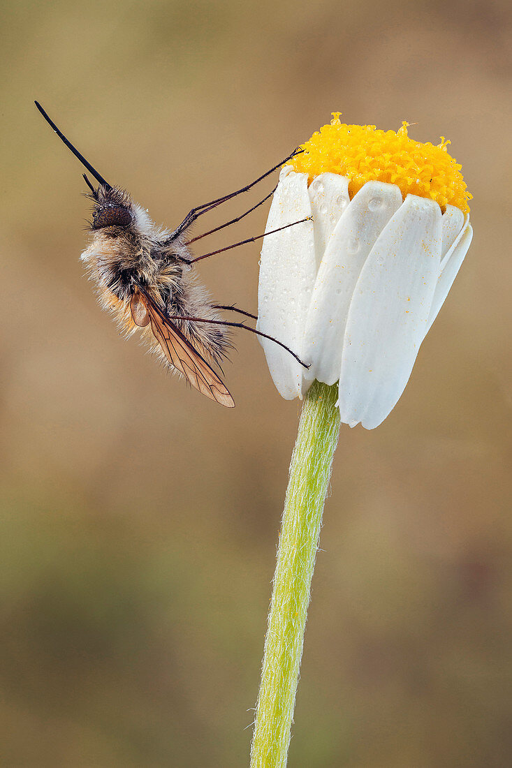 Large bee-fly