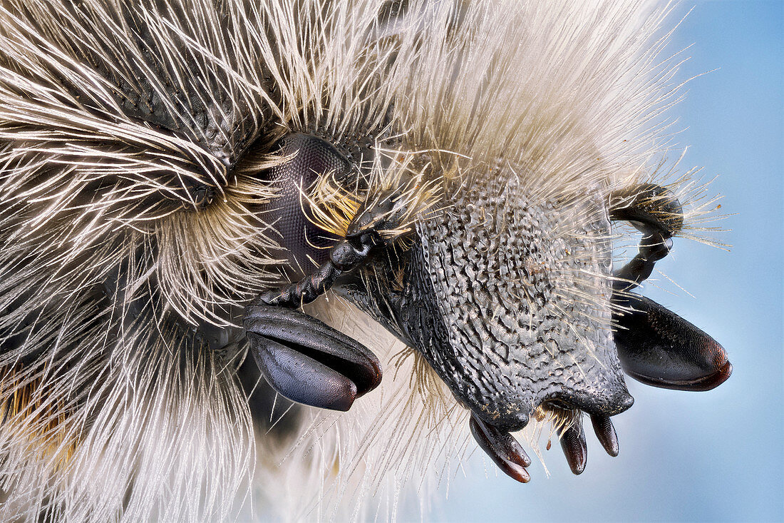 Flower beetle head