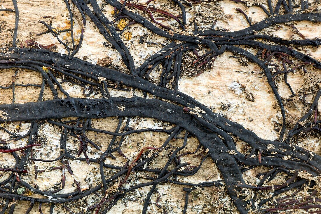 Rhizomorphs of Armillaria mellea