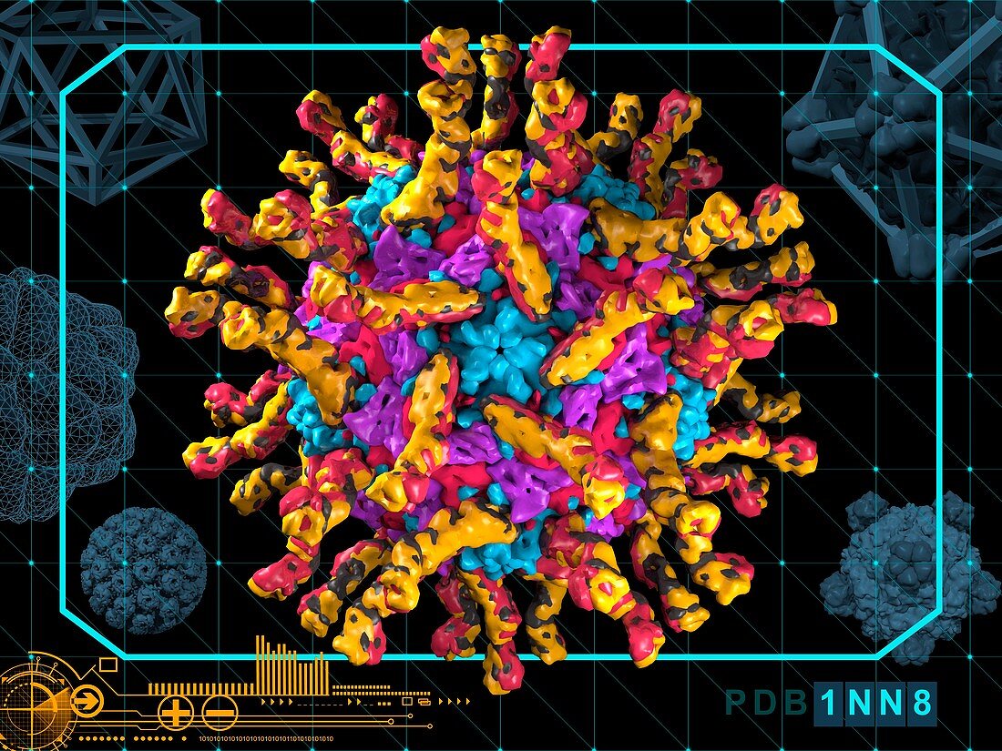 Poliovirus capsid with receptor