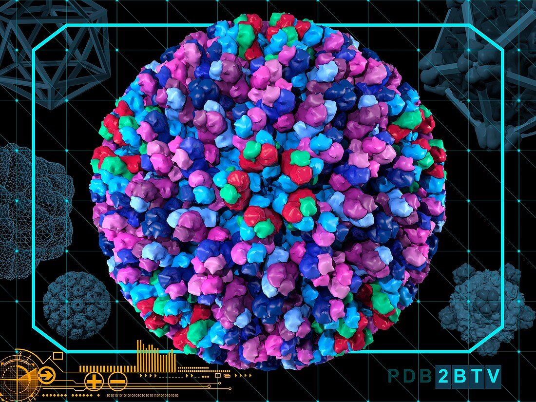 Bluetongue virus capsid