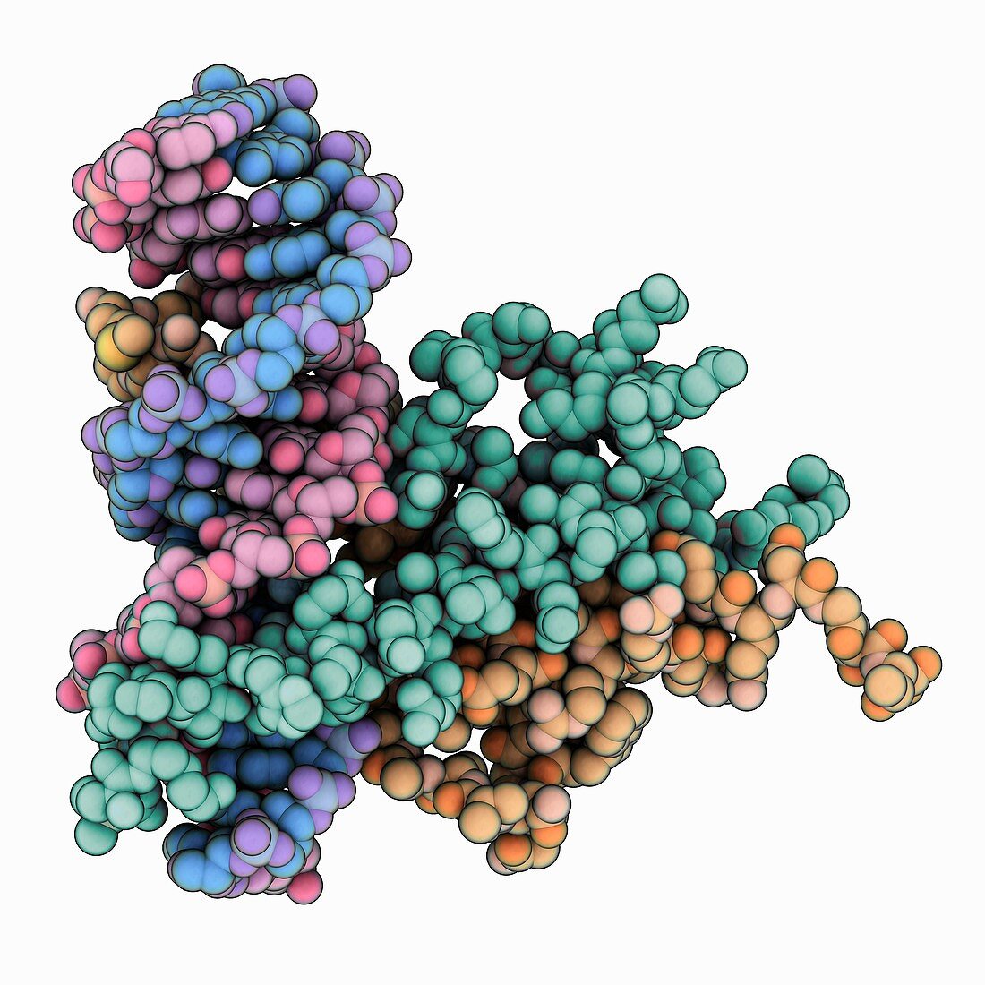 Regulatory protein complexed with DNA