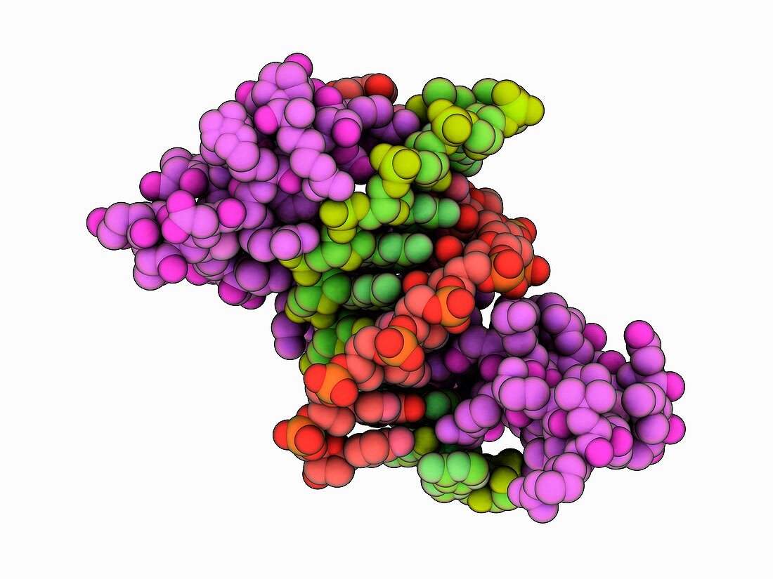 Zinc finger protein complexed with DNA