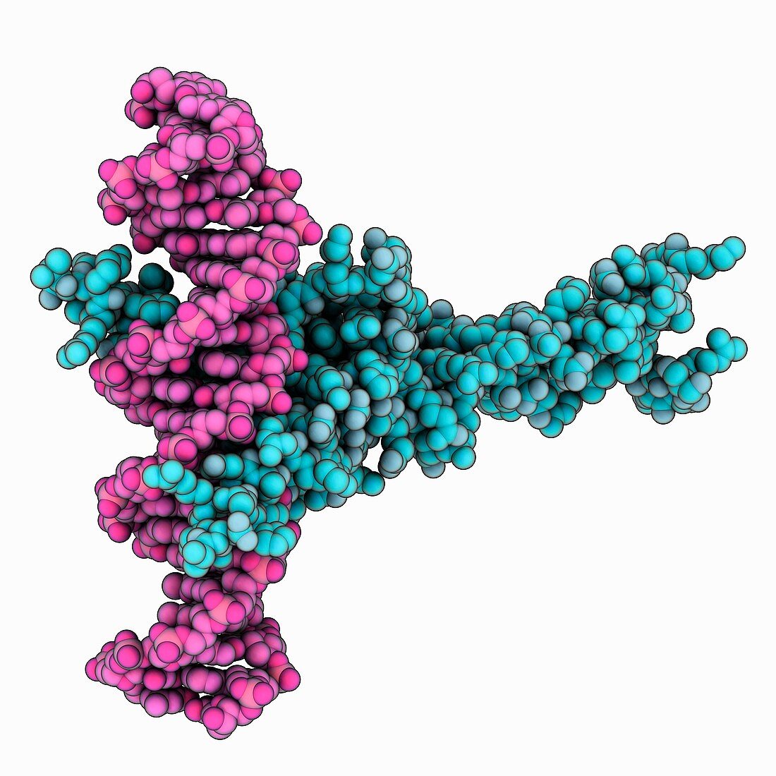 Transcription factor MAX complex