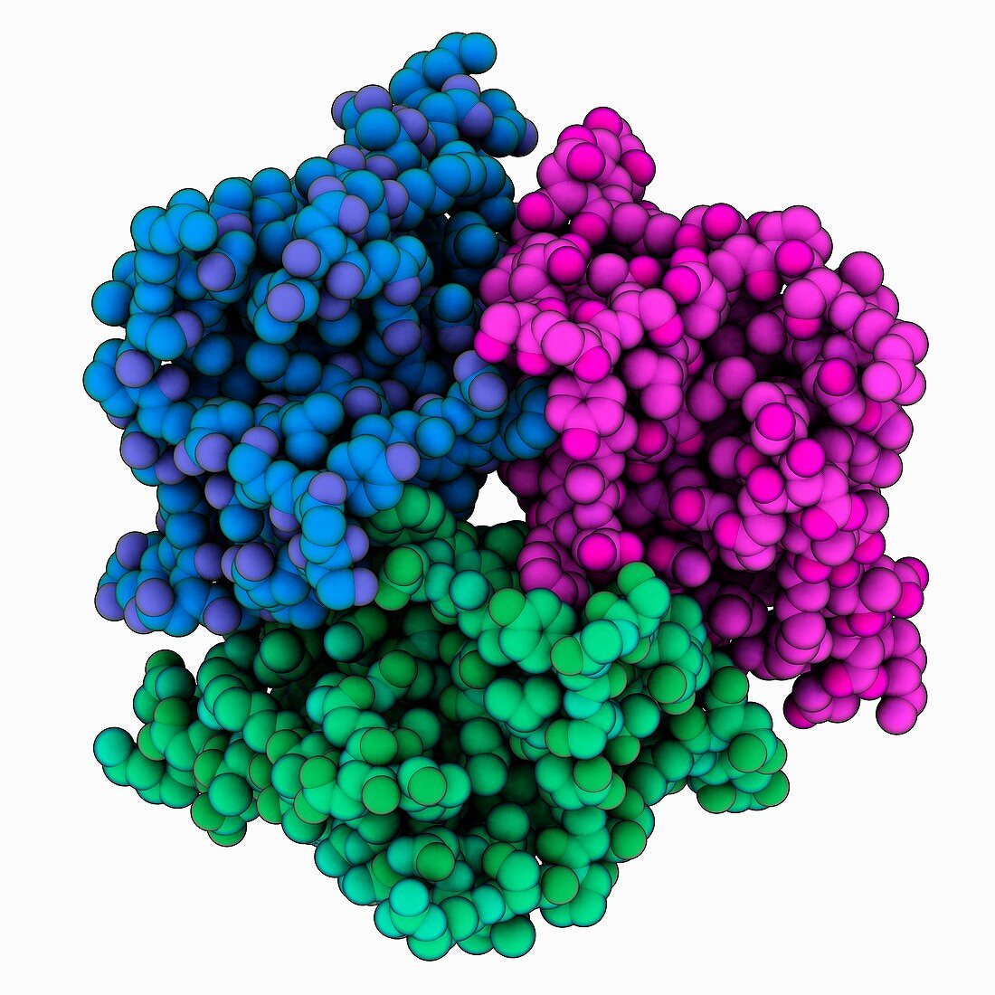 Human obesity protein leptin