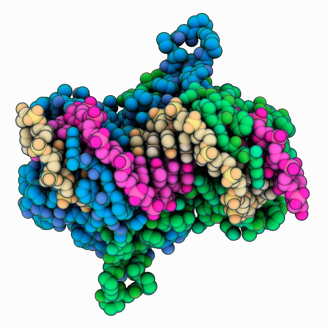 Epstein-Barr virus protein complex