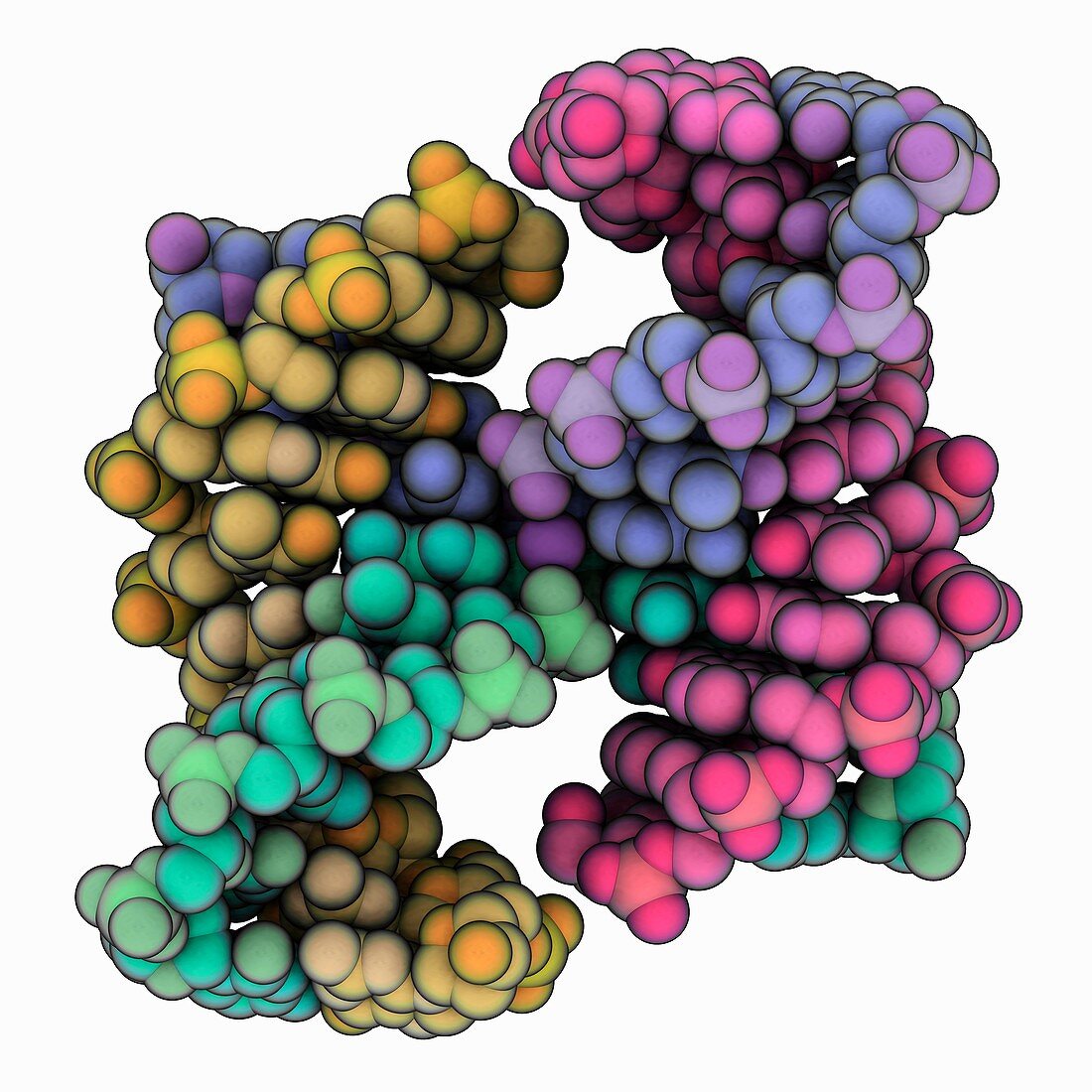 DNA Holliday junction