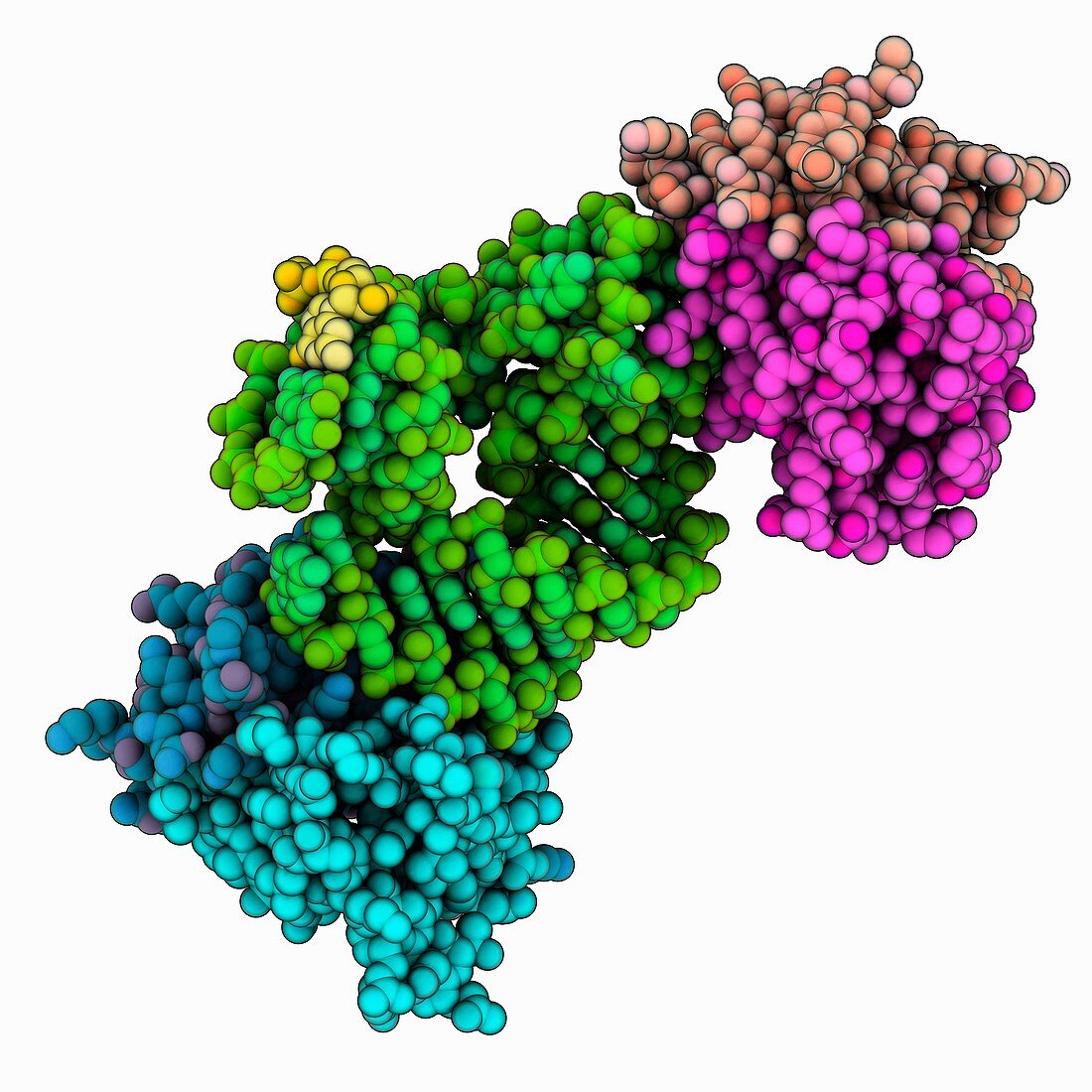 Signal recognition particle protein