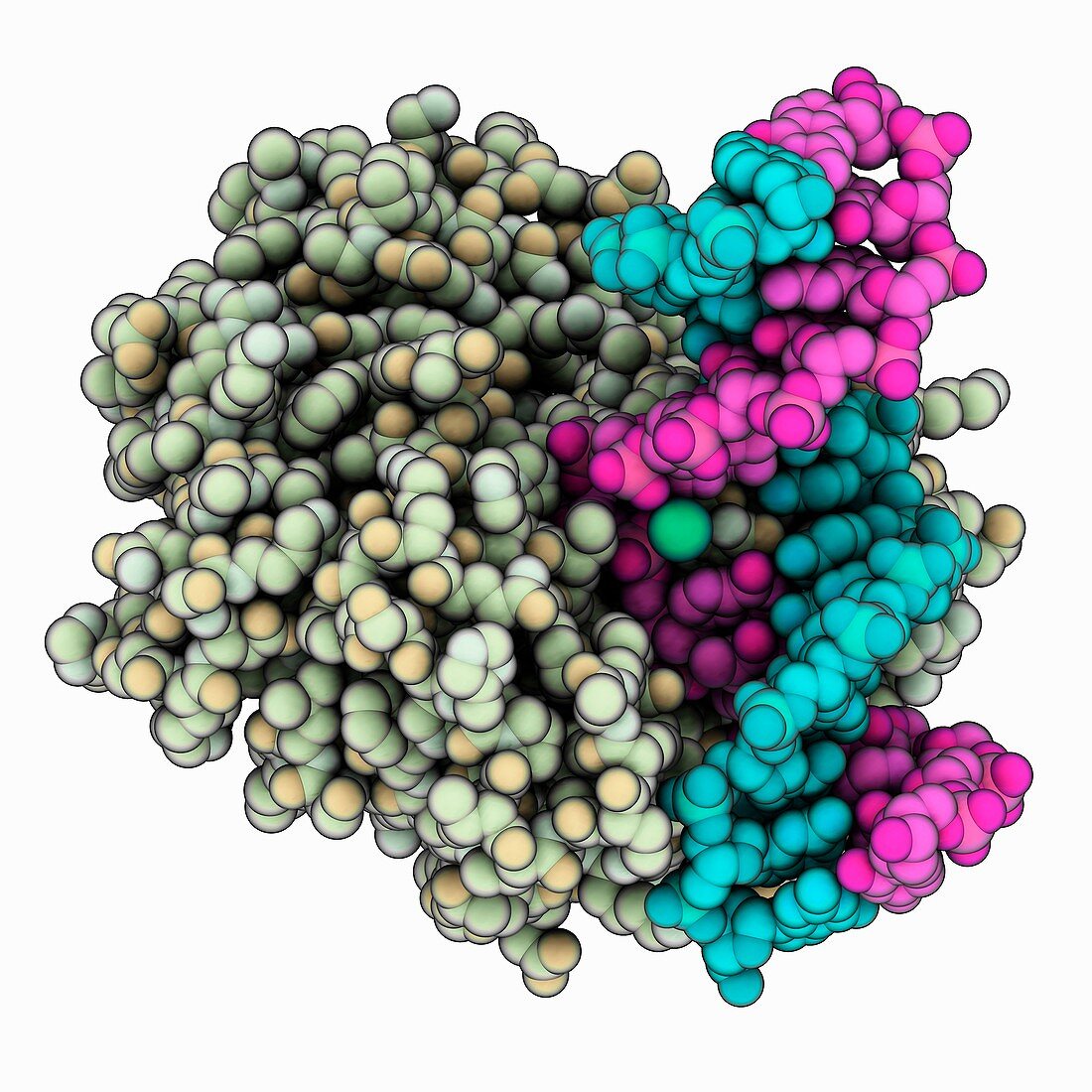 hOGG1 complexed with DNA