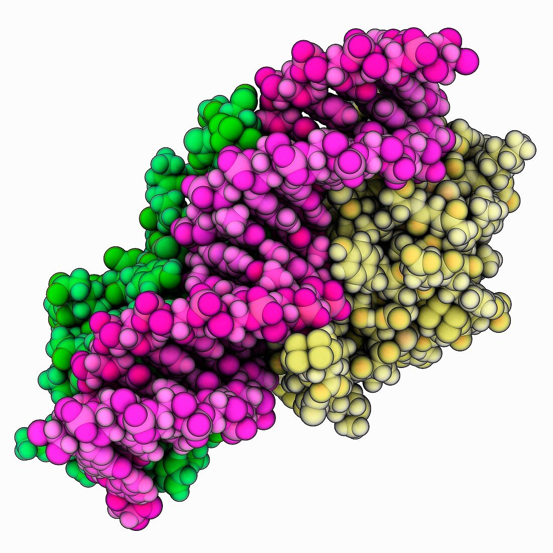 Lactose DNA-binding complex