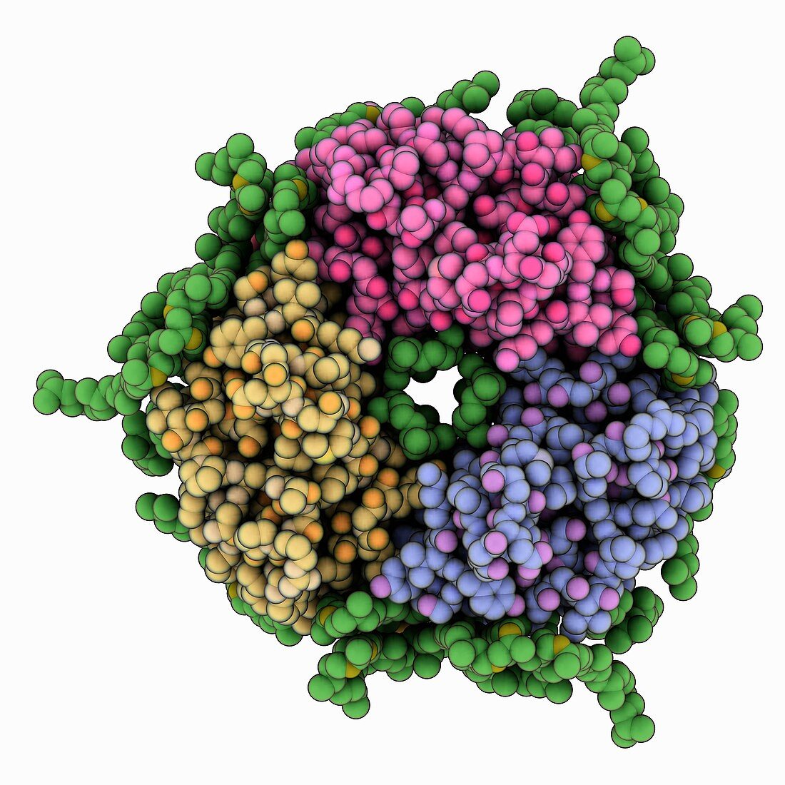 Bacteriorhodopsin molecule